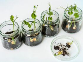 Biotechnology and Genetic Engineering basic introduction