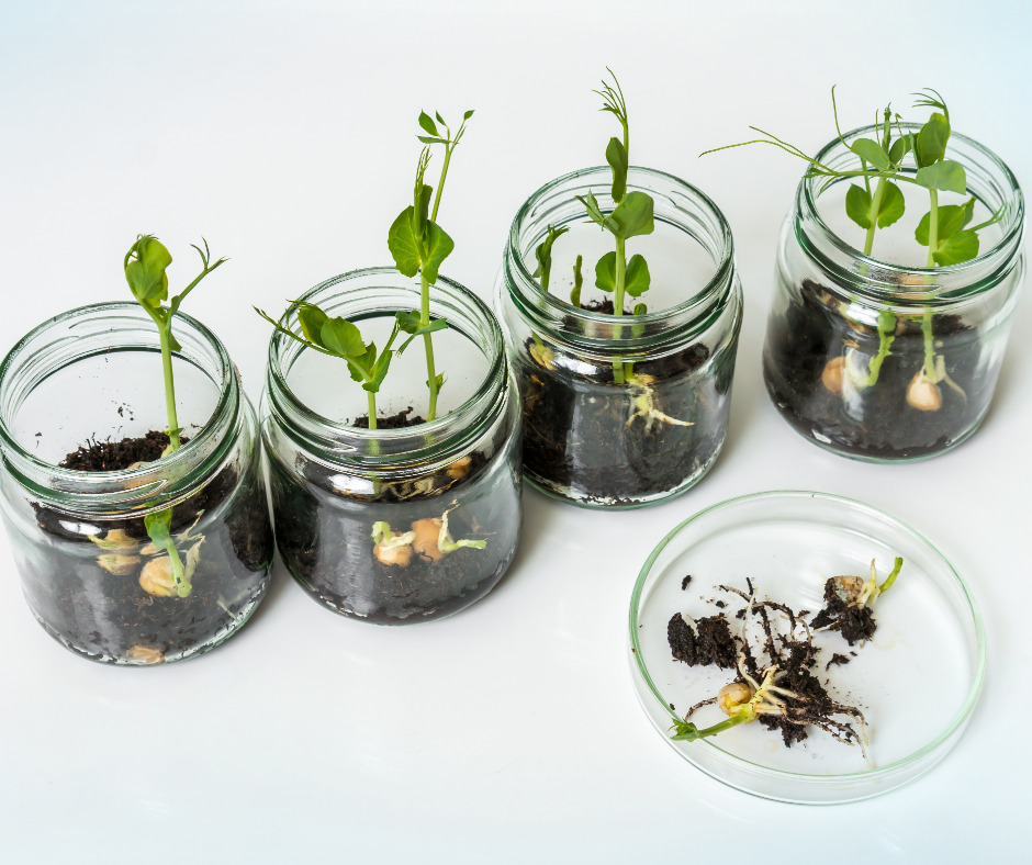 Biotechnology and Genetic Engineering basic introduction