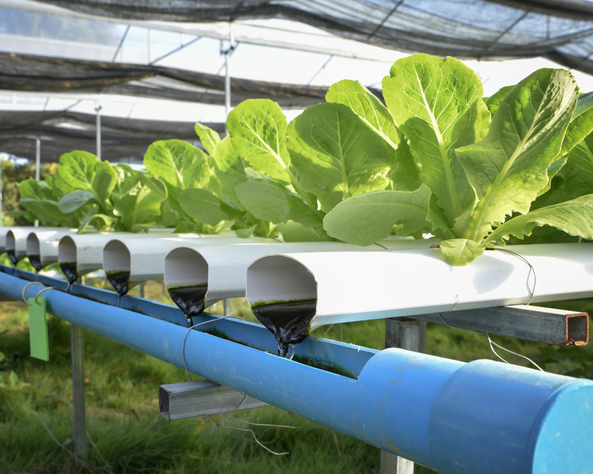 literature review on hydroponic farming