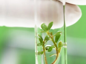 Transgenic plants and Plant Tissue Culture