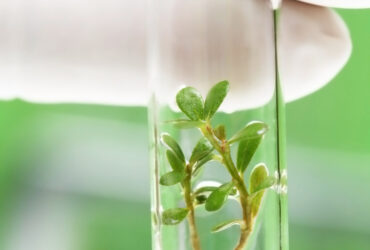 Transgenic plants and Plant Tissue Culture