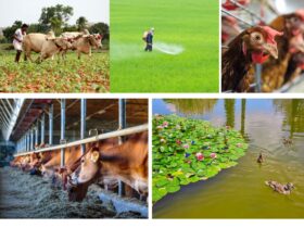 Farm Diversification