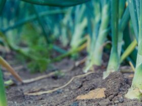 Onion Cultivation Technique