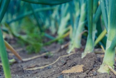 Onion Cultivation Technique