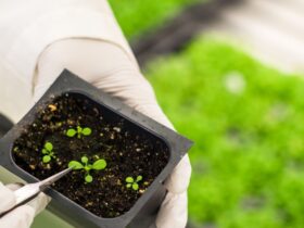 Transgenic Plants Application