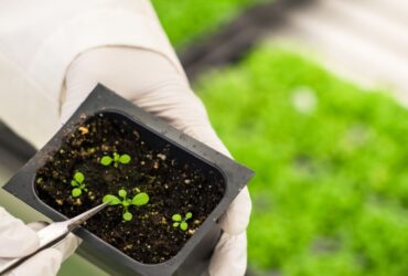 Transgenic Plants Application