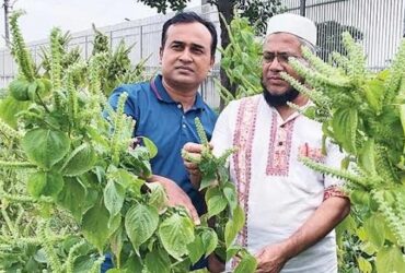 Oil crop Sau Perila