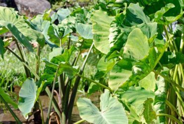 Kachur Lati