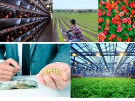 What is Agribusiness?