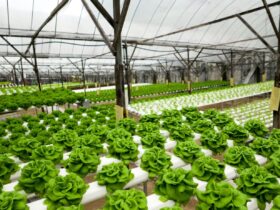 A brief introduction to Hydroponics