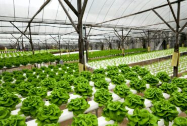 A brief introduction to Hydroponics