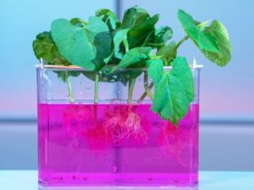 The nutrient solution for Hydroponics –A basic introduction