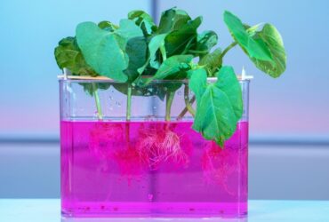 The nutrient solution for Hydroponics –A basic introduction