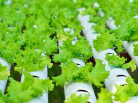Aeroponics and Hydroponics – A Basic Introduction