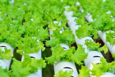 Aeroponics and Hydroponics – A Basic Introduction