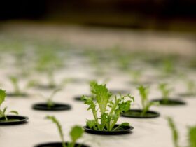 Rooting media for Hydroponic Culture Systems  