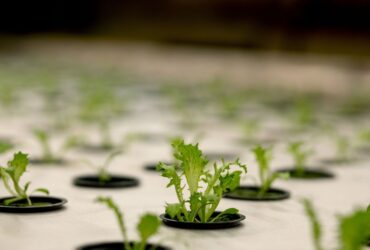 Rooting media for Hydroponic Culture Systems  