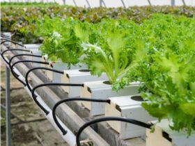 Hydroponic Cultivation Systems