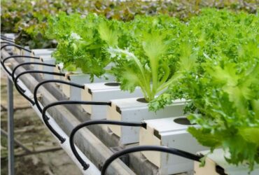 Hydroponic Cultivation Systems