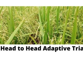 Virtual workshop of Head to Head Adaptive Trial protocol orientation