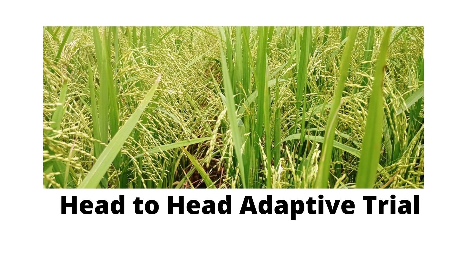 Virtual workshop of Head to Head Adaptive Trial protocol orientation