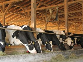 Agribusiness Insights: Cattle production in South Nigeria
