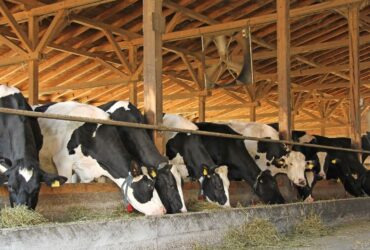 Agribusiness Insights: Cattle production in South Nigeria