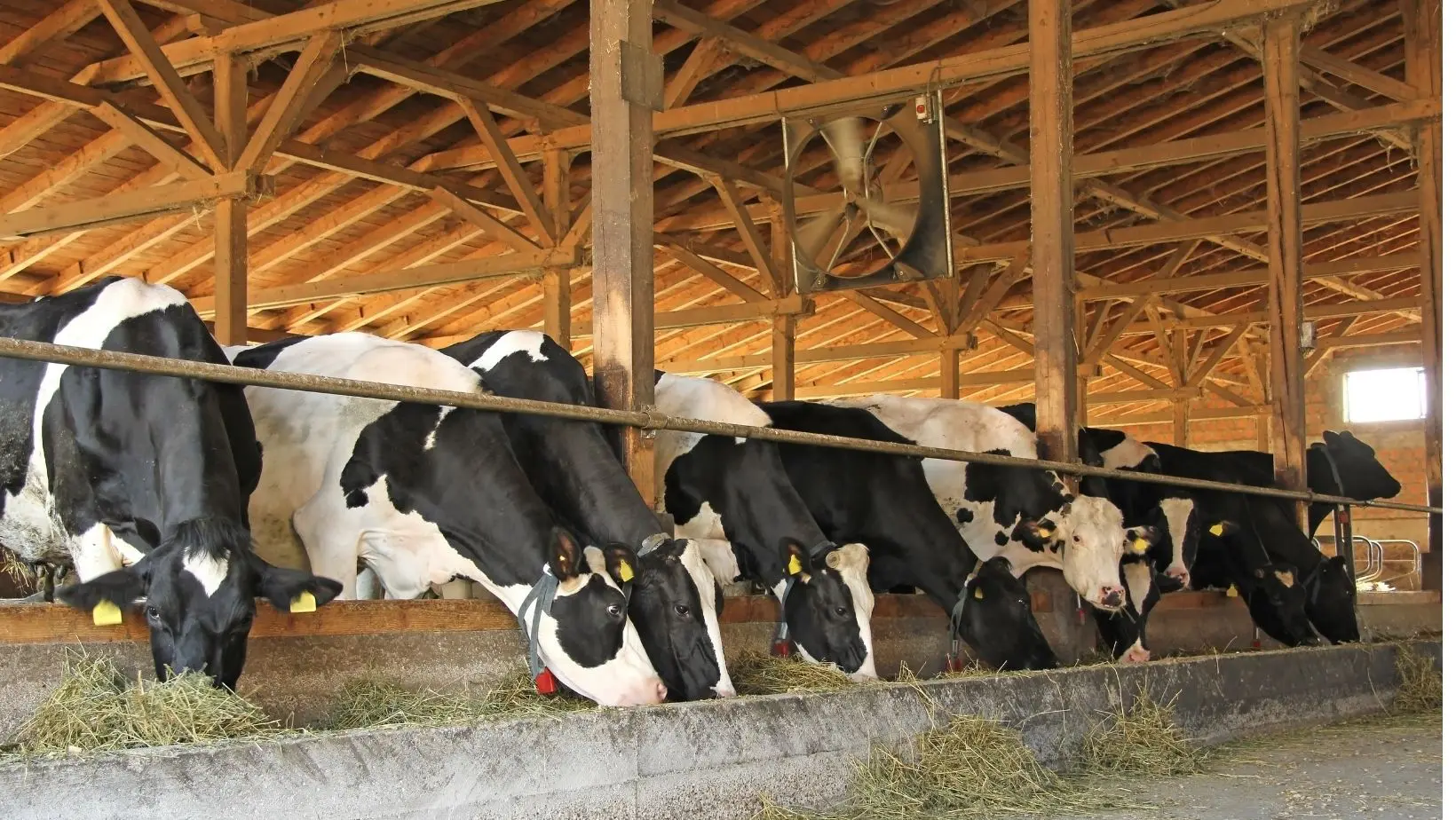 Agribusiness Insights: Cattle production in South Nigeria - Agribusiness  Education and Research International