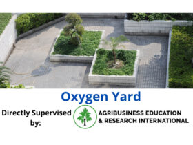 Oxygen Yard – A renowned Nurseries & Gardening Store