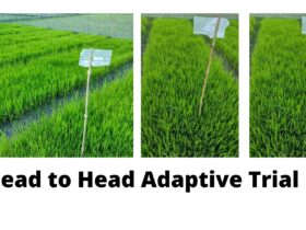 Implementation of the trial titled “Head to Head Trial (HHAT) of Modern Rice Varieties” under the TRB project of BRRI in Aman 2021 season in Bangladesh