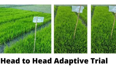 Implementation of the trial titled “Head to Head Trial (HHAT) of Modern Rice Varieties” under the TRB project of BRRI in Aman 2021 season in Bangladesh