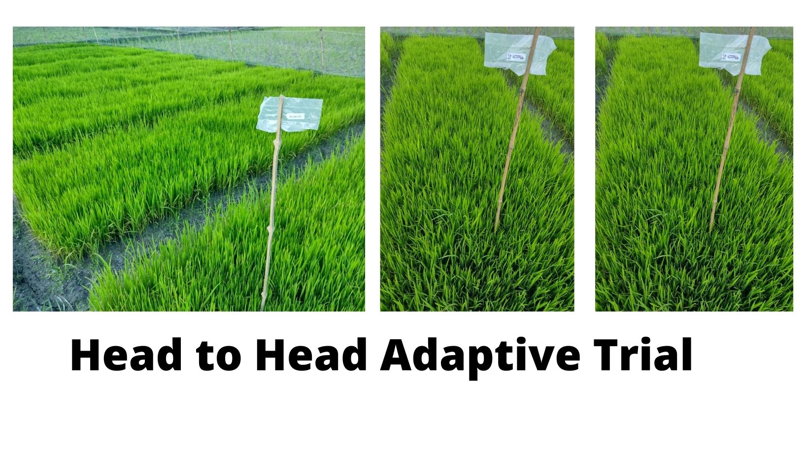 Implementation of the trial titled “Head to Head Trial (HHAT) of Modern Rice Varieties” under the TRB project of BRRI in Aman 2021 season in Bangladesh