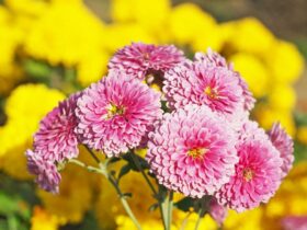 Commercial Chrysanthemums Cultivation Technique