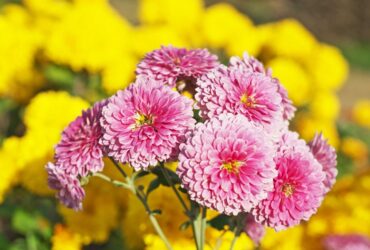 Commercial Chrysanthemums Cultivation Technique