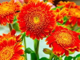 Commercial Gerbera Cultivation Technique