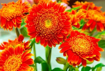 Commercial Gerbera Cultivation Technique