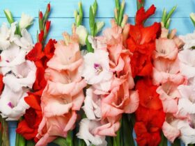 Commercial Gladiolus Cultivation Technique