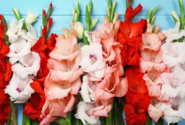Commercial Gladiolus Cultivation Technique