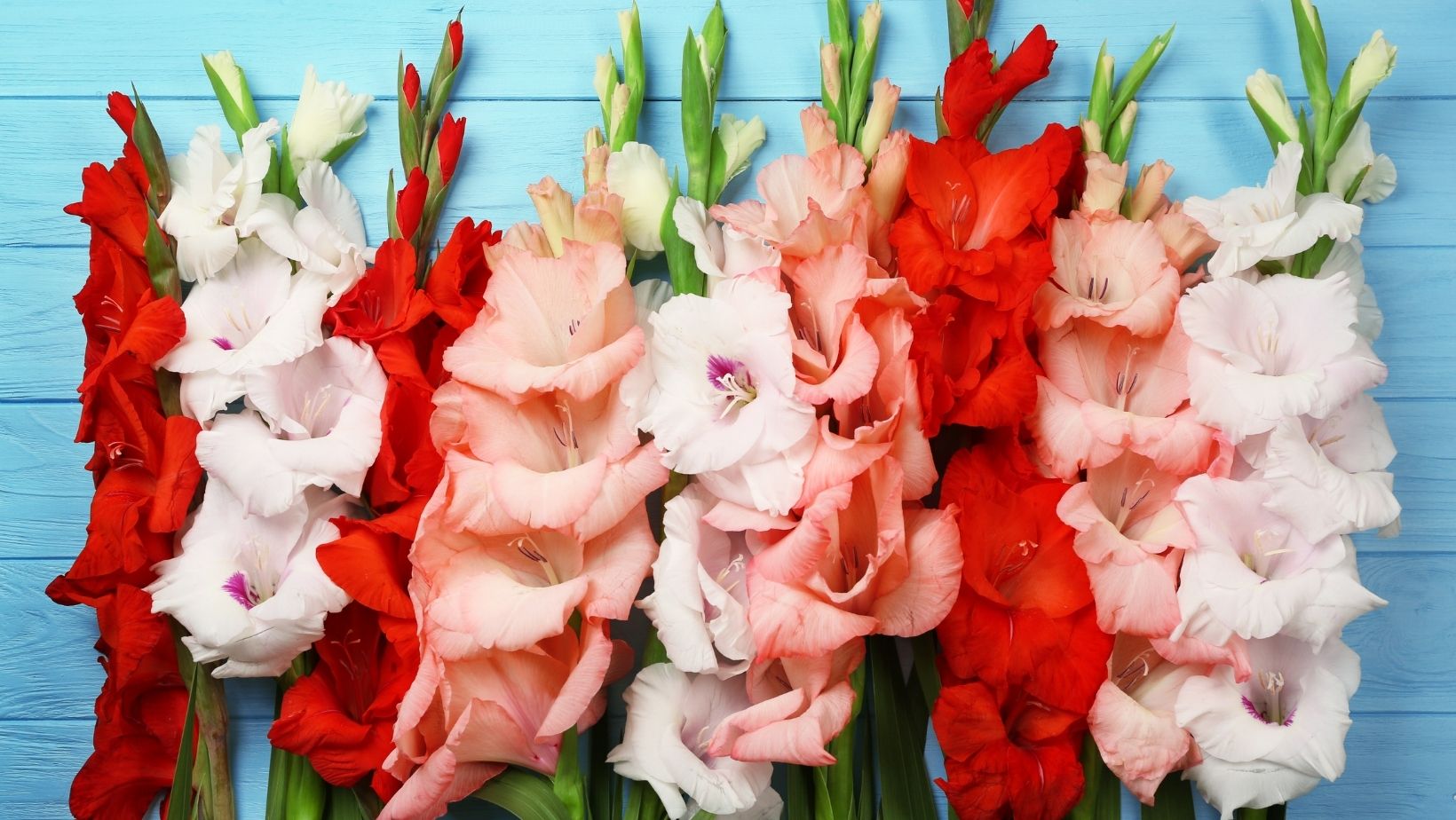 Commercial Gladiolus Cultivation Technique