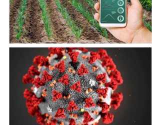 Covid -19 Pandemic Impact on Agribusiness