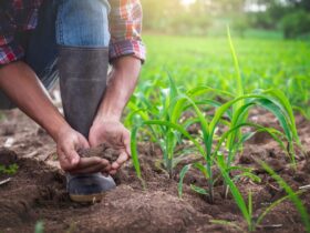 Planting System and Sustainable Agriculture
