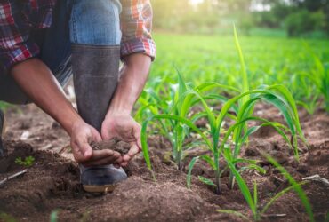Planting System and Sustainable Agriculture