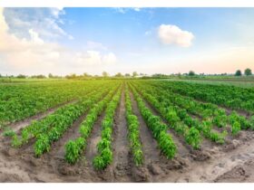 Agribusiness how it works?