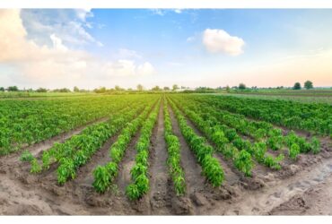 Agribusiness how it works?