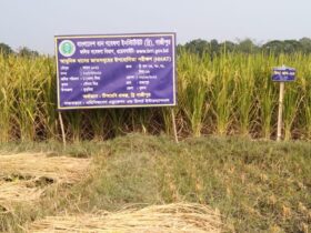 COVID-19 pandemic impact on rice growers in Bangladesh 
