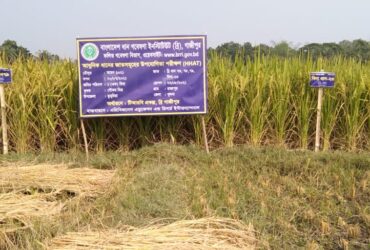 COVID-19 pandemic impact on rice growers in Bangladesh 
