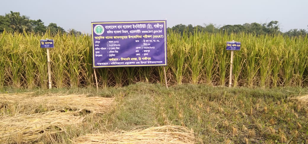 COVID-19 pandemic impact on rice growers in Bangladesh
