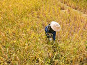 Smallholder Farmers: the Catalysts for Sustainable Food Production in Africa