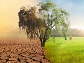 The environmental impact of agriculture during the COVID-19 pandemic and SDG