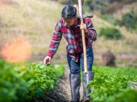 What is the Scope of Agribusiness after the covid-19 pandemic Situation?